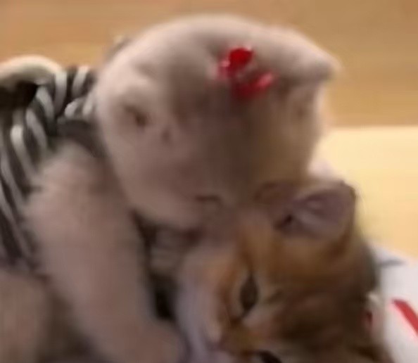 戴着红色蝴蝶结的小猫抱住另一只小猫